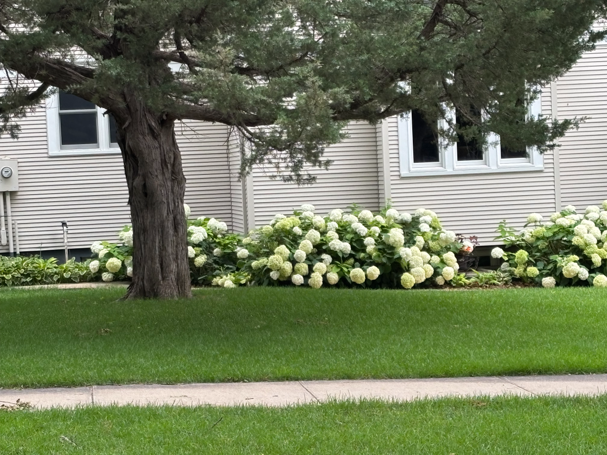 resized-image (1) Home with flowers and green lush grass